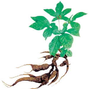 ÿһҩ˲ Ginseng, Ginseng Root